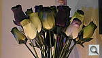 Click to see YSAM_0010.JPG