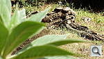 Click to see YSAM_0022.JPG