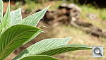 Click to see YSAM_0023.JPG