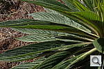 Click to see YSAM_0045.JPG