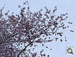Click to see Y20130406_195940.JPG