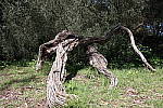 Click to see Y20140406_154013_1.JPG