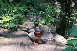 Click to see Y20140406_154244_1.jpg