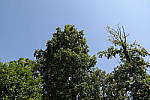 Click to see Y20140620_112034.jpg