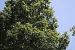 Click to see Y20140620_112037.jpg