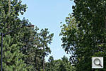 Click to see NX1000PINE_ACRu300r03.JPG