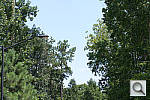 Click to see NX1000PINE_SP.JPG