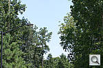 Click to see NX1000PINE_SPu300r03.JPG