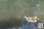 Click to see YSAM_1096.JPG