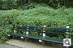 Click to see YSAM_1190.JPG