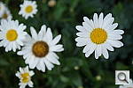 Click to see YSAM_0177.JPG