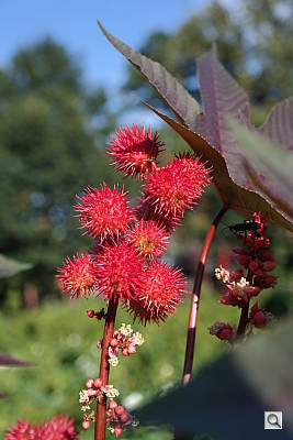 Samsung NX300 Review -- Sample photo
