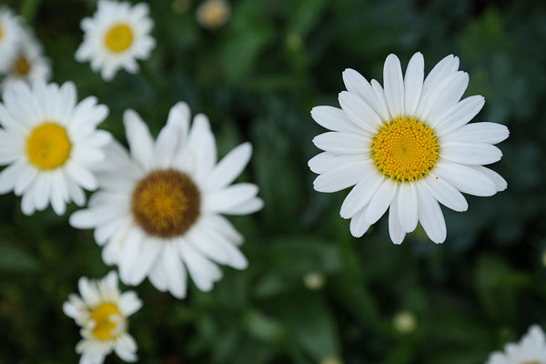 Samsung NX300 review -- Sample image