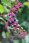 Click to see YA_KIT-LENS_0171.JPG