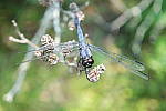 Click to see YA_KIT-LENS_0186.JPG