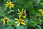 Click to see YA_KIT-LENS_0207.JPG