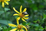Click to see YA_KIT-LENS_0211.JPG