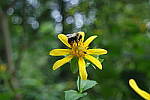 Click to see YA_KIT-LENS_0214.JPG