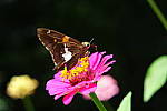Click to see YA_KIT-LENS_0222.JPG