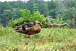 Click to see YA_KIT-LENS_0268.JPG