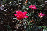Click to see YA_KIT-LENS_0275.JPG