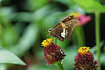 Click to see YB_60MM_0281.JPG