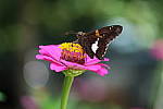 Click to see YB_60MM_0288.JPG
