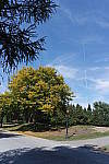 Click to see YD-SAM_0442.JPG