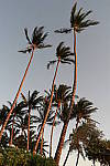 Click to see YSAM_0034.JPG