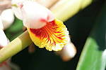 Click to see YSAM_0091.JPG