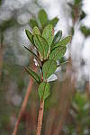 Click to see YSAM_0184-flash.JPG