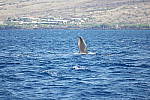 Click to see YSAM_0266.JPG