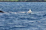 Click to see YSAM_0302-300mm.JPG