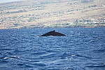 Click to see YSAM_0308.JPG