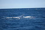 Click to see YSAM_0408.JPG