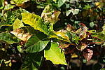 Click to see YSAM_0447.JPG