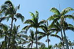 Click to see YSAM_0450.JPG