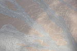 Click to see YSAM_0490.JPG