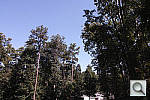 Click to see DP1MPINE-SPPu100r03.JPG