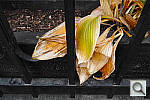 Click to see Y_SDI0426.JPG