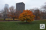 Click to see Y_SDI0435.JPG