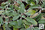 Click to see Y_SDI0449.JPG