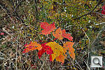 Click to see Y_SDI0467.JPG