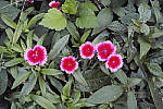 Click to see YA-0073-SPP606.JPG