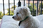 Click to see YA-0183-SPP606.JPG