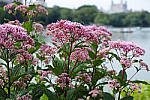 Click to see YA0038-SPP606-VIVID.JPG