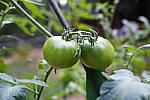 Click to see YC-19_LANDSCAPE_SPP606.jpg