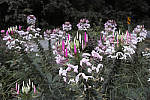 Click to see YC-78_SPP606.jpg