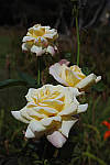 Click to see YSDIM0007_SPP606.jpg