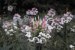 Click to see YSDIM0080_SPP606.jpg